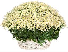 Цветочная композиция из Ромашки в корзине #REPLACE_PRED# Васютино